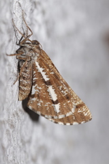 Bupalus piniaria
