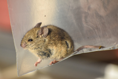 Abrothrix olivacea