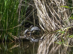 Emys orbicularis orbicularis