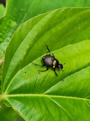Canthon septemmaculatus