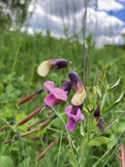 Lathyrus linifolius