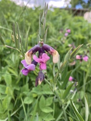Lathyrus linifolius