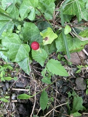 Potentilla hebiichigo