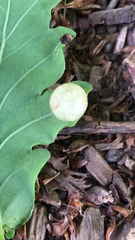 Cynips quercusfolii