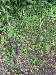 Potentilla hebiichigo