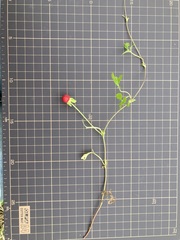 Potentilla hebiichigo