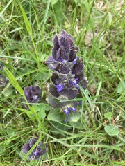 Ajuga pyramidalis