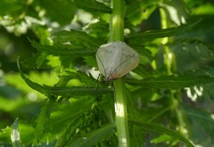 Loxostege turbidalis