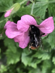 Bombus