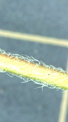 Potentilla hebiichigo