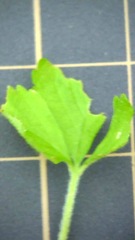 Potentilla hebiichigo