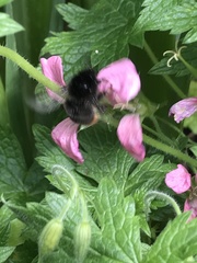Bombus
