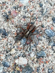 Alopecosa pulverulenta