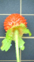 Potentilla hebiichigo