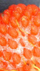 Potentilla hebiichigo