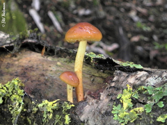 Gymnopilus austropicreus