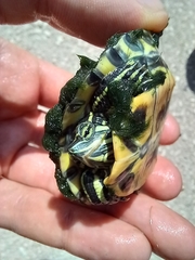 Trachemys scripta