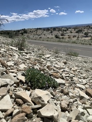 Parthenium ligulatum