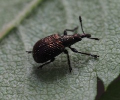 Involvulus cupreus