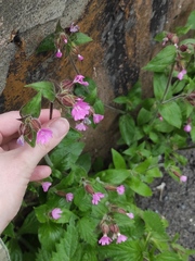 Silene dioica