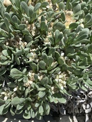 Parthenium ligulatum