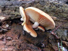 Gymnopilus chilensis