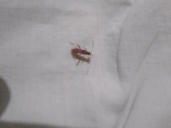 Burtinus notatipennis