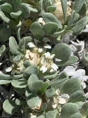Parthenium ligulatum