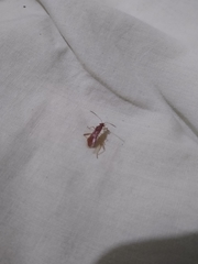 Burtinus notatipennis