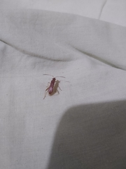Burtinus notatipennis