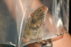 Abrothrix olivacea