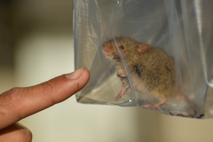 Abrothrix olivacea