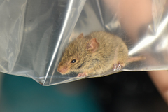 Abrothrix olivacea