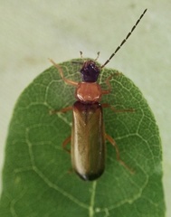 Rhagonycha lutea