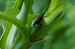 Rhodobaenus tredecimpunctatus