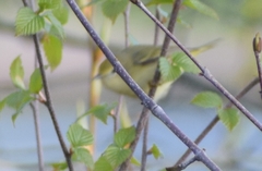 Vireo philadelphicus