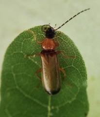 Rhagonycha lutea