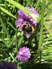 Bombus pratorum
