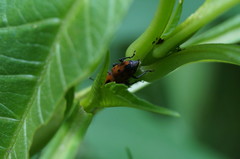 Rhodobaenus tredecimpunctatus