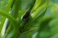 Rhodobaenus tredecimpunctatus