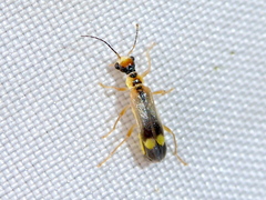 Malthinus seriepunctatus