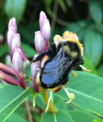 Bombus campestris