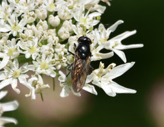 Chrysogaster solstitialis