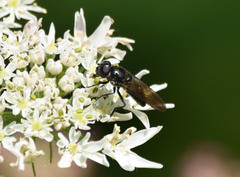 Chrysogaster solstitialis