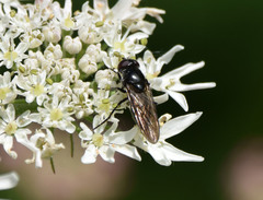 Chrysogaster solstitialis