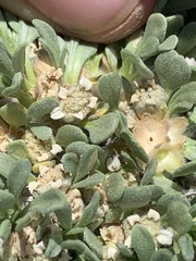 Parthenium ligulatum