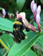 Bombus campestris