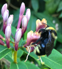 Bombus campestris