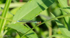 Enallagma antennatum