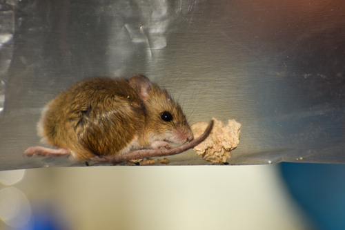 Morgan's Gerbil Mouse